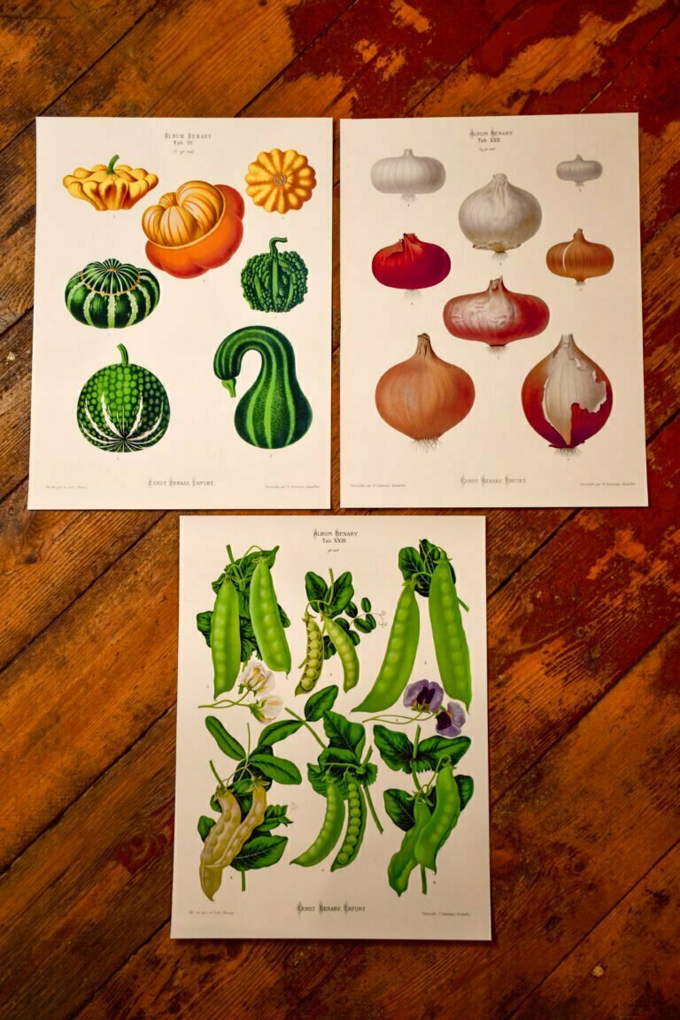 obrazy warzyw