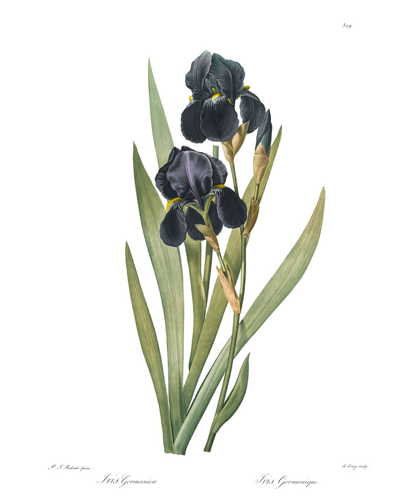 rycina iris germanica