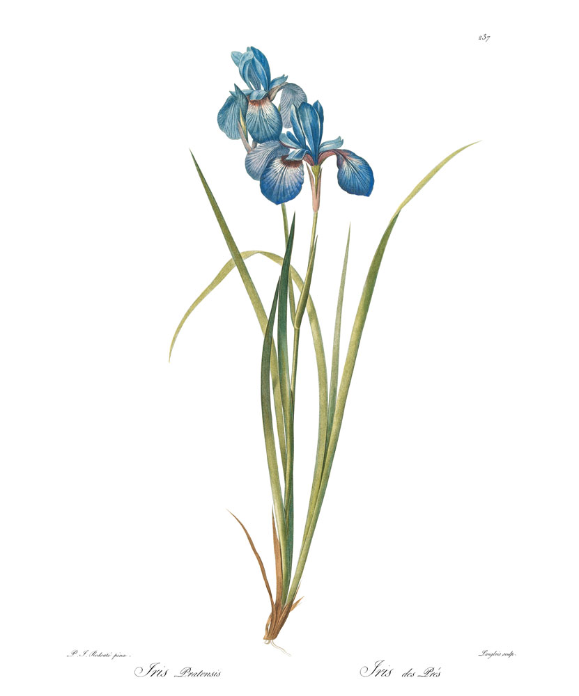 rycina iris pratensis