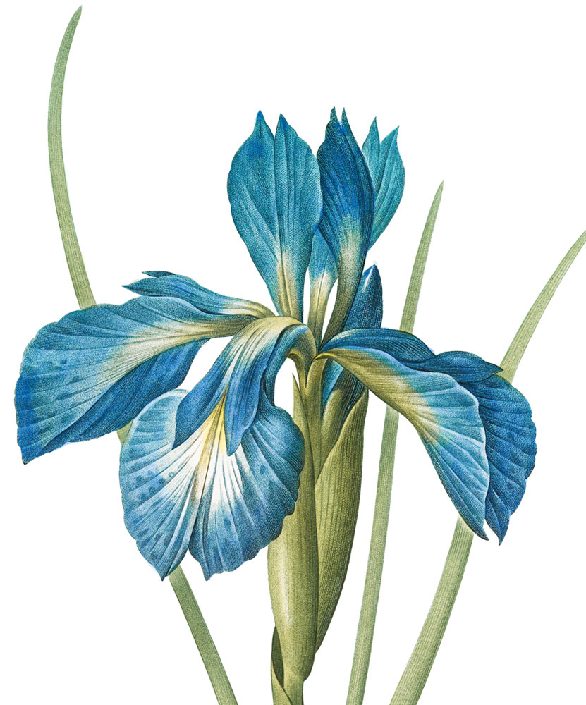 Iris xyphioides