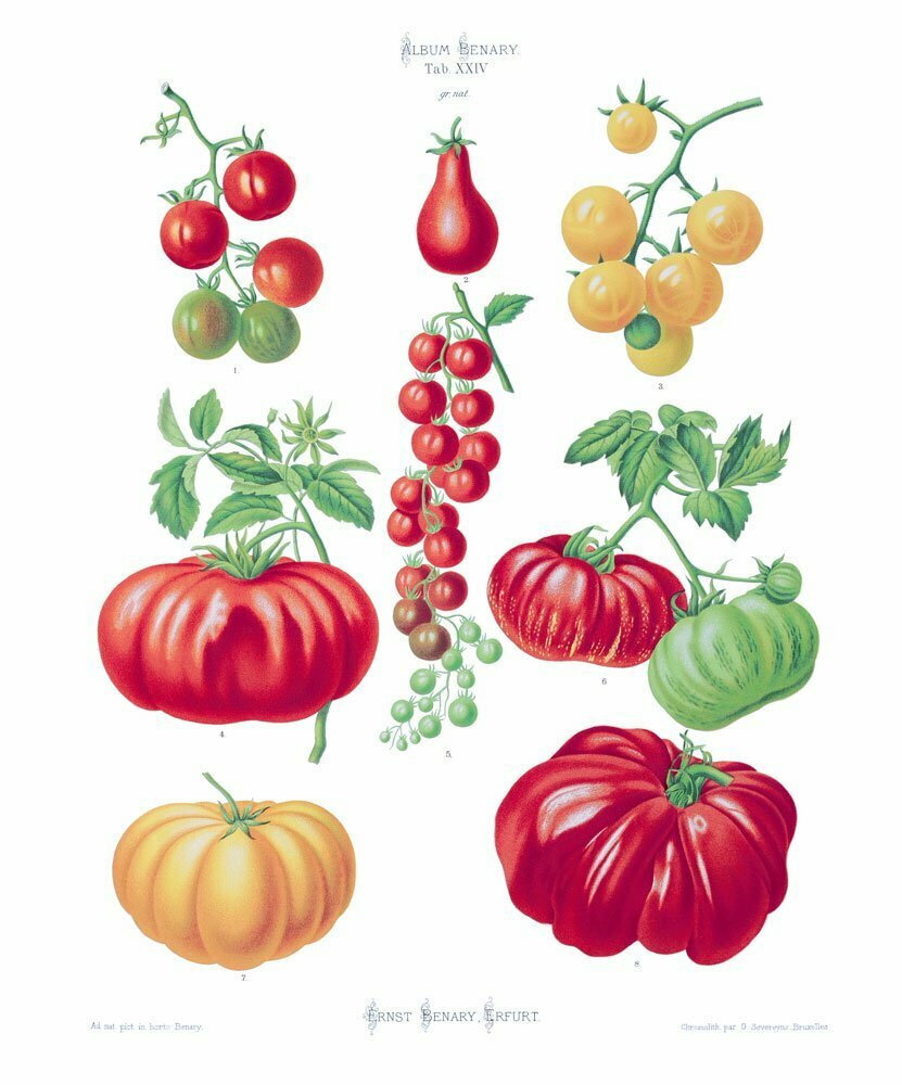 obraz pomidory