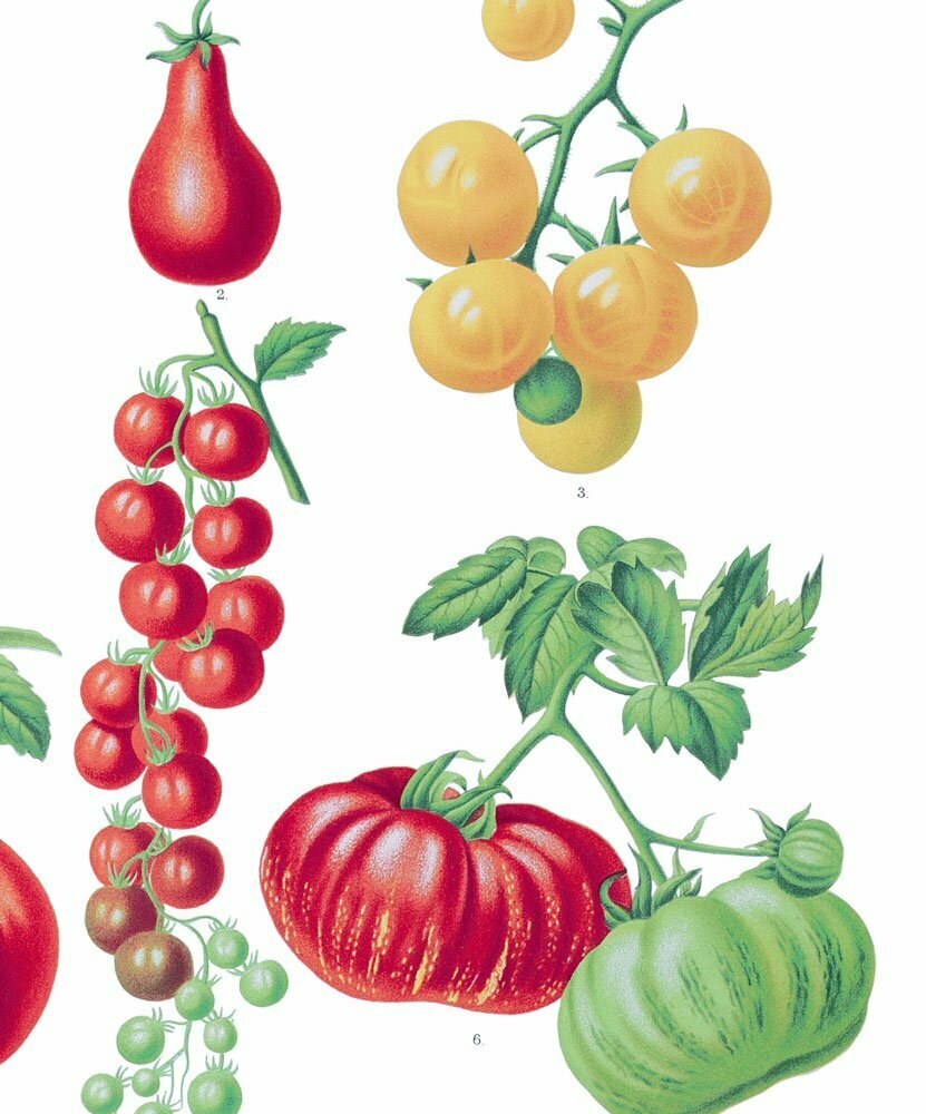 pomidor plakat