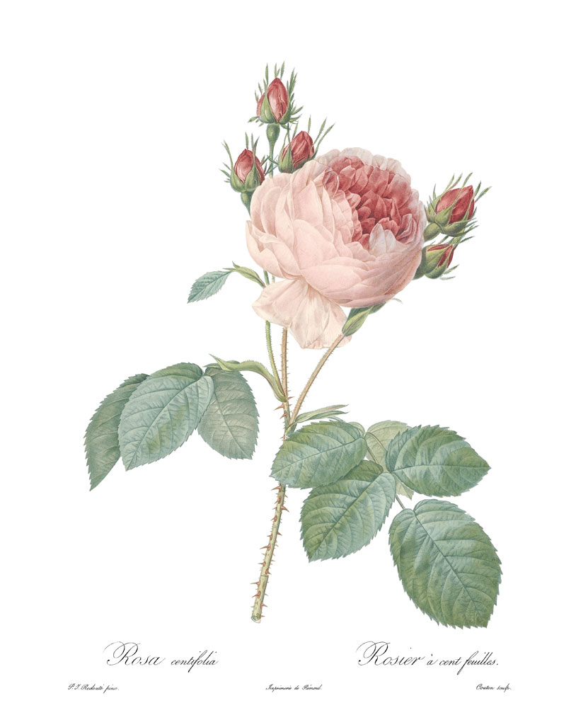 Rycina róża Centifolia