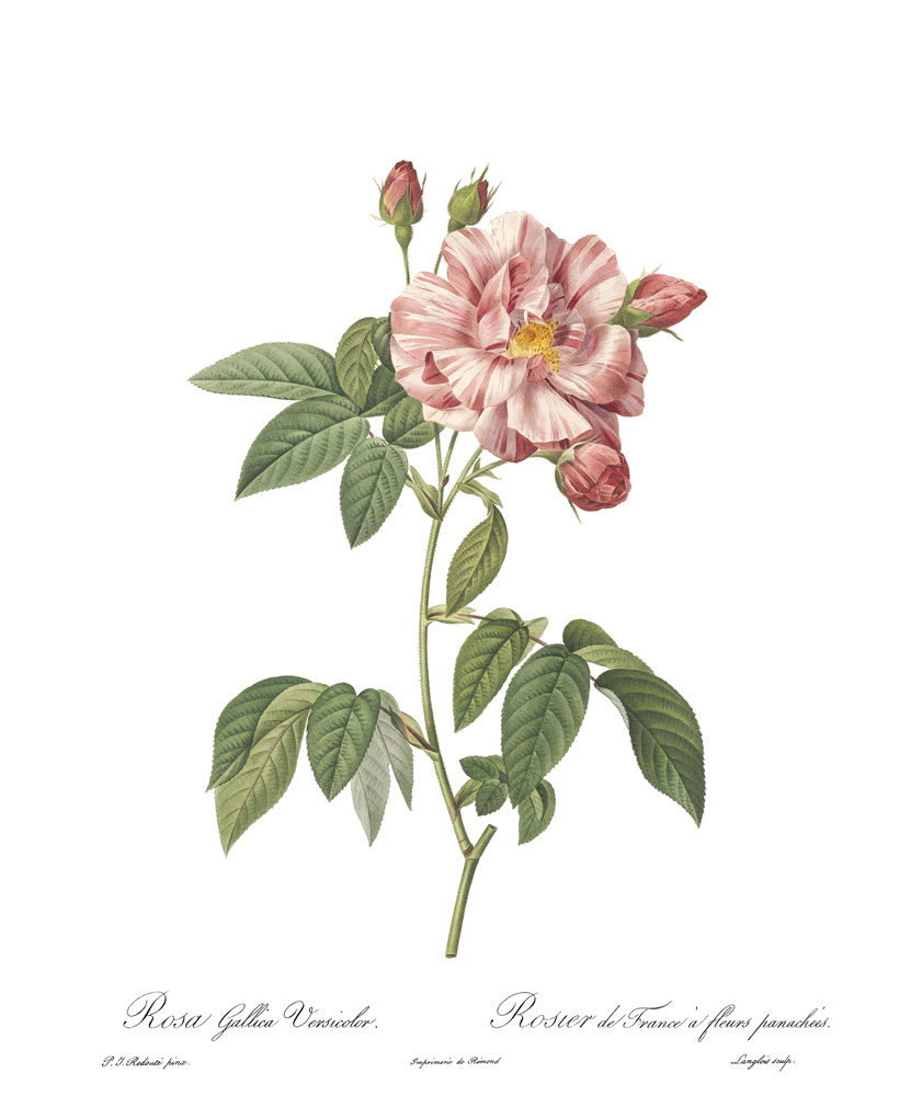 rycina róża Gallicia Versicolor