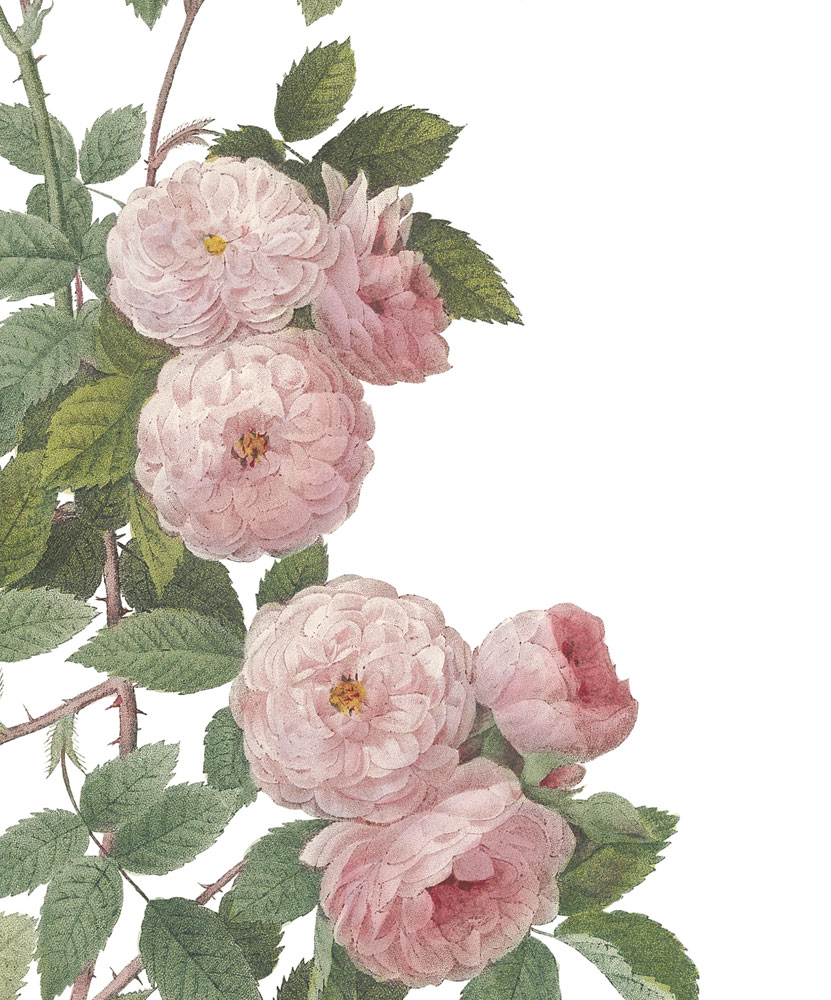 obraz z motywem róży