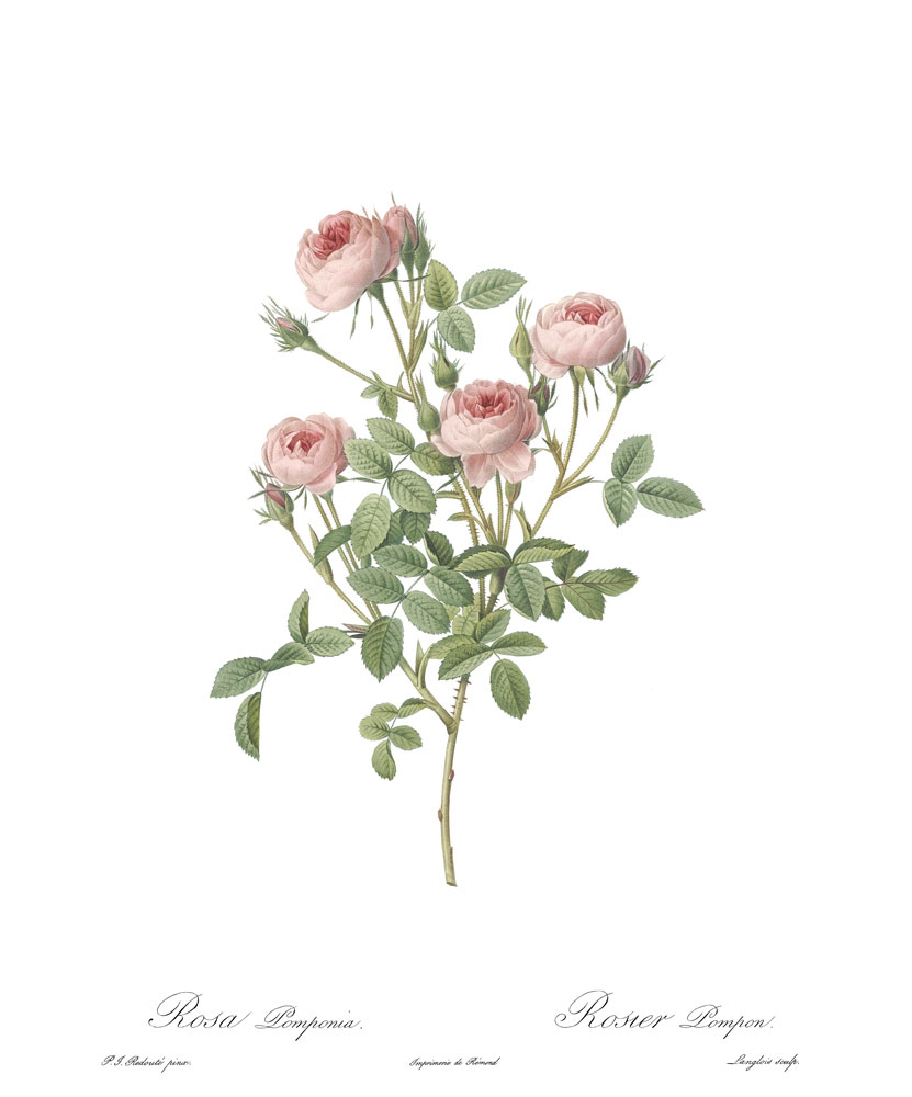 Rycina róża Pomponia