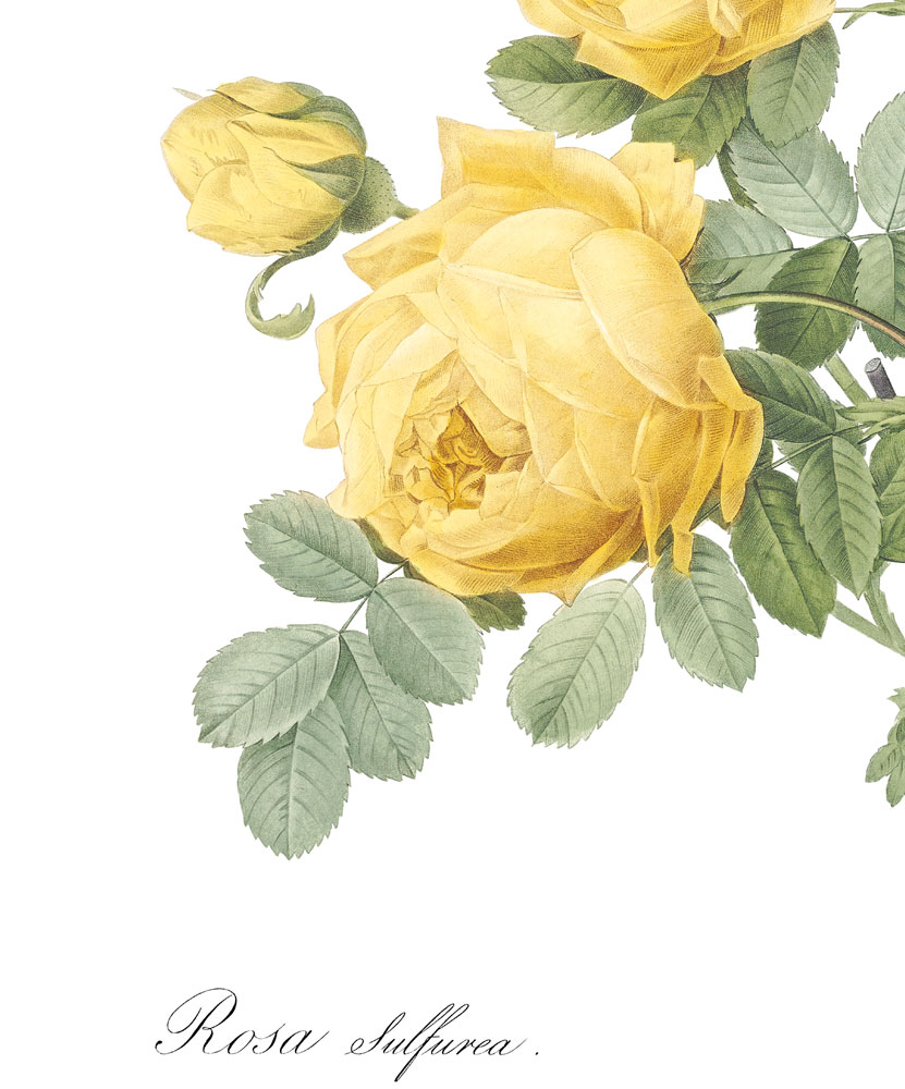 obraz róża żółta