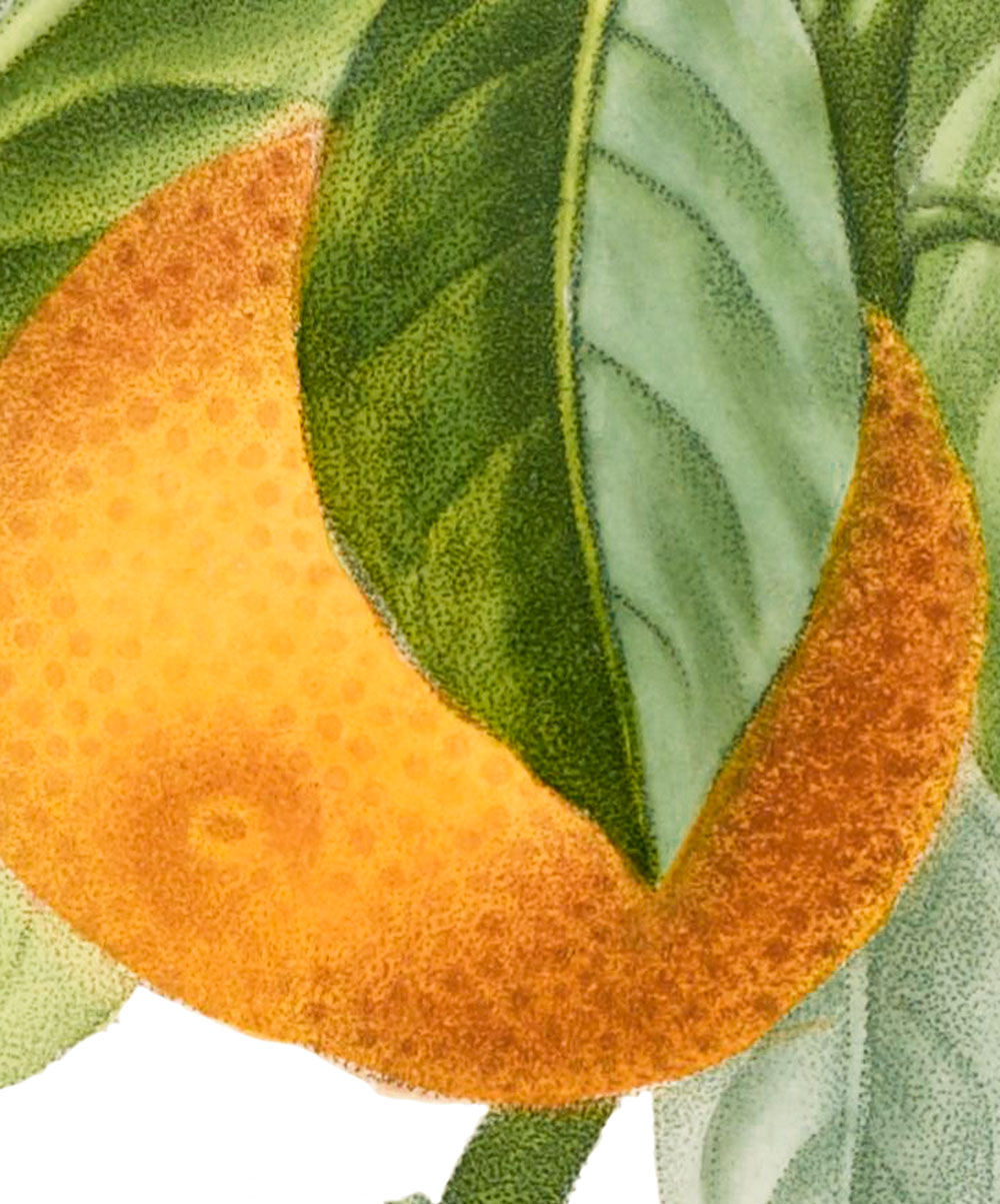 owoc mandarynki