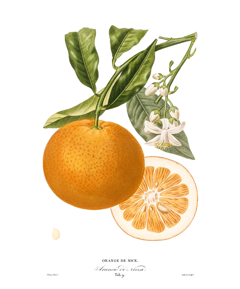 plakat pomarańcza