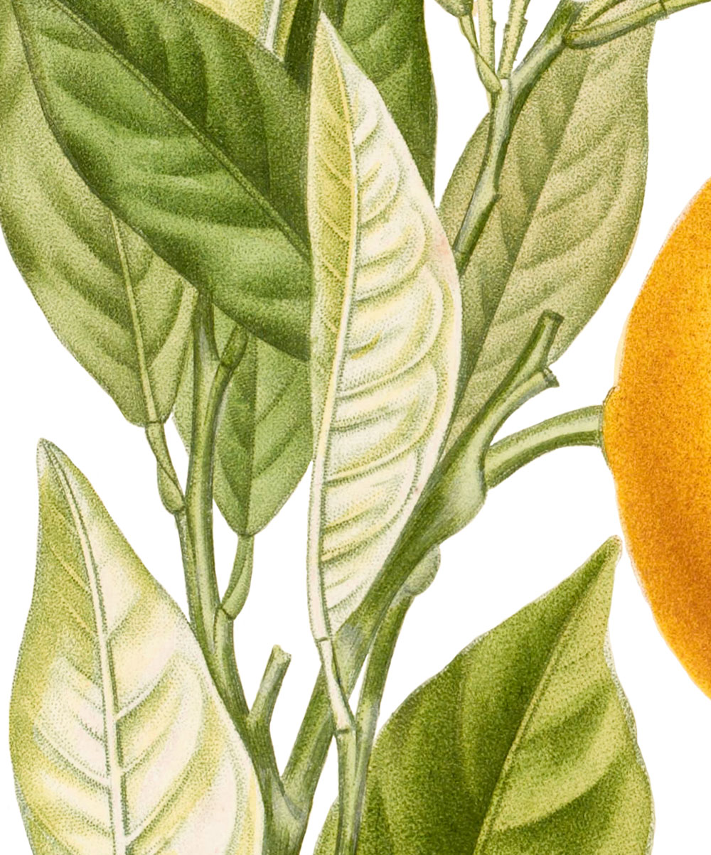 obraz pomarańcza
