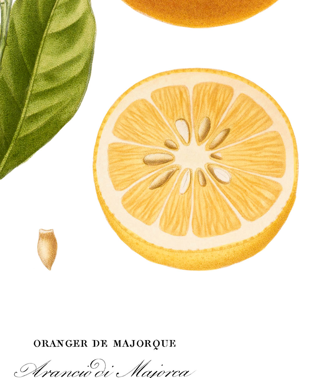 rycina pomarańczy