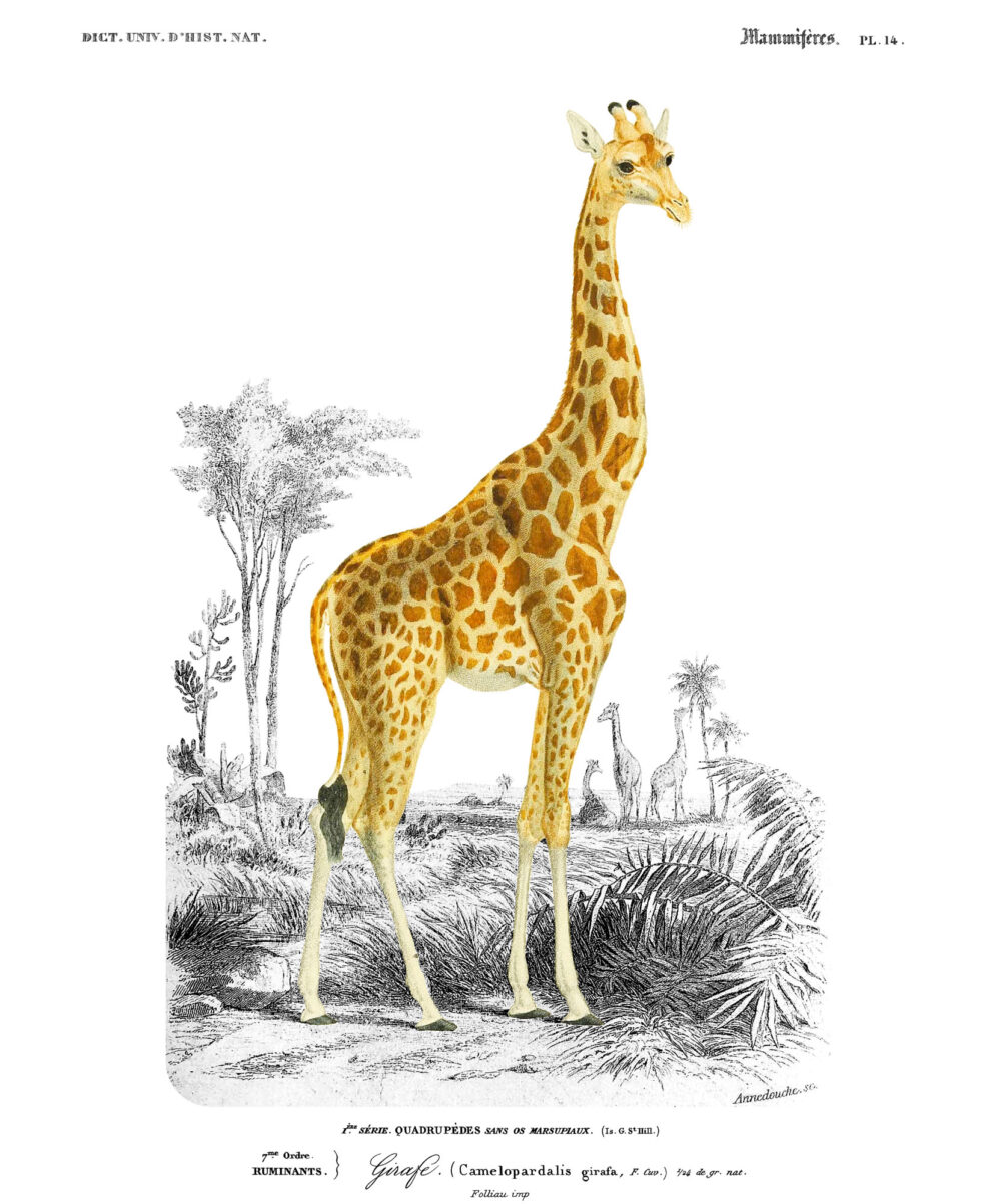 plakat zwierzęta żyrafa